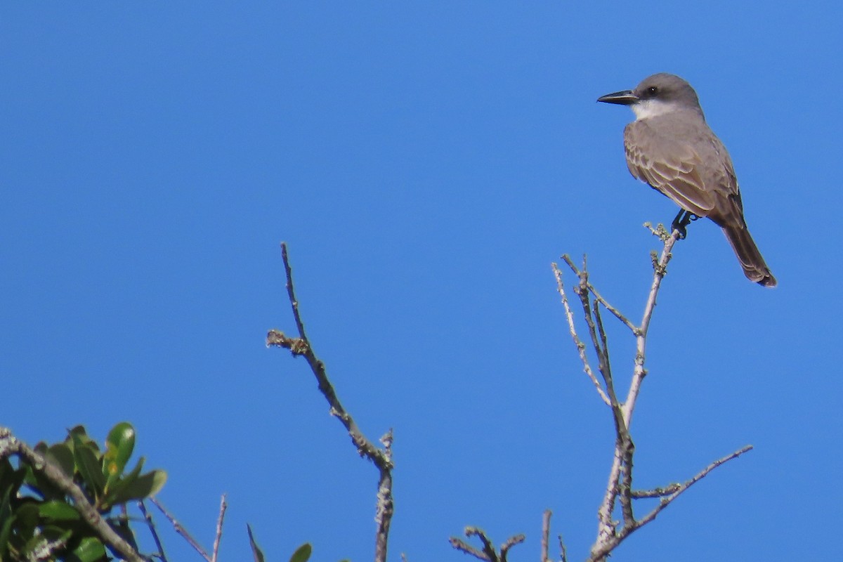 Gray Kingbird - ML621129897