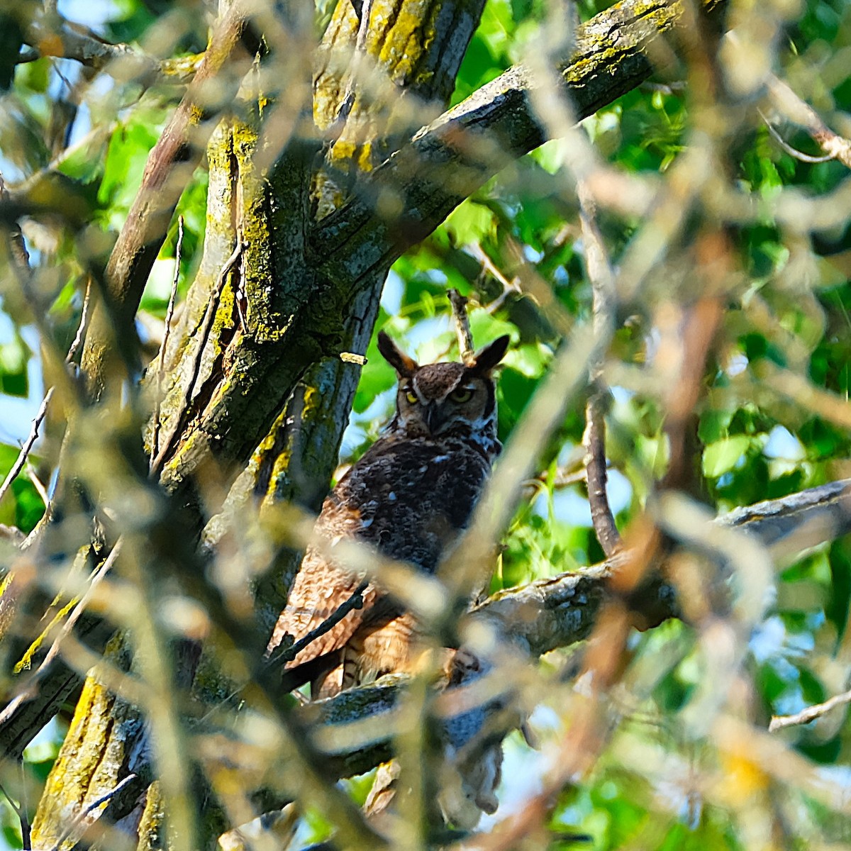 Great Horned Owl - ML621129899