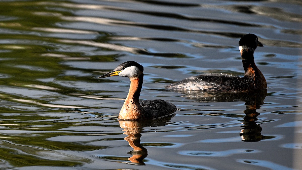 Red-necked Grebe - ML621129915