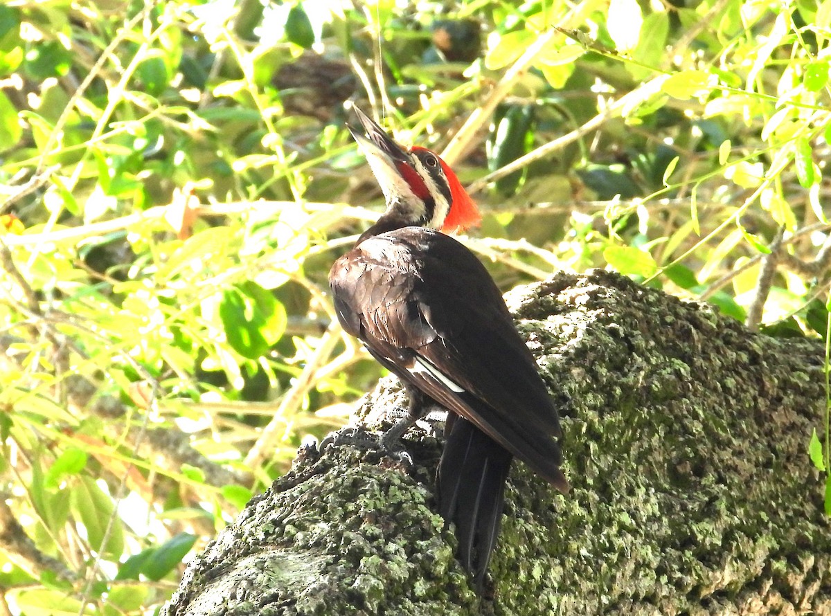 Pileated Woodpecker - ML621129916