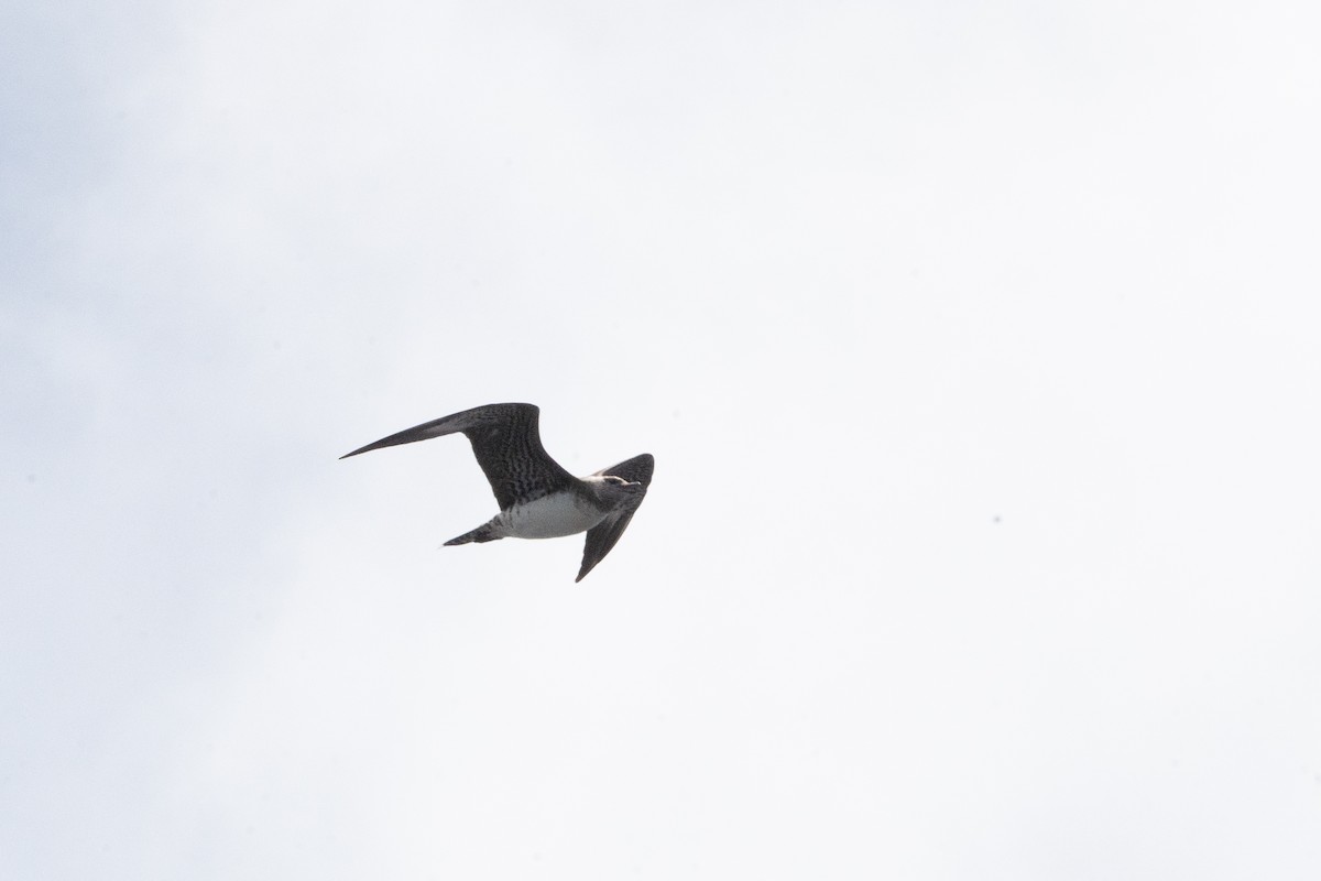 Long-tailed Jaeger - ML621129923