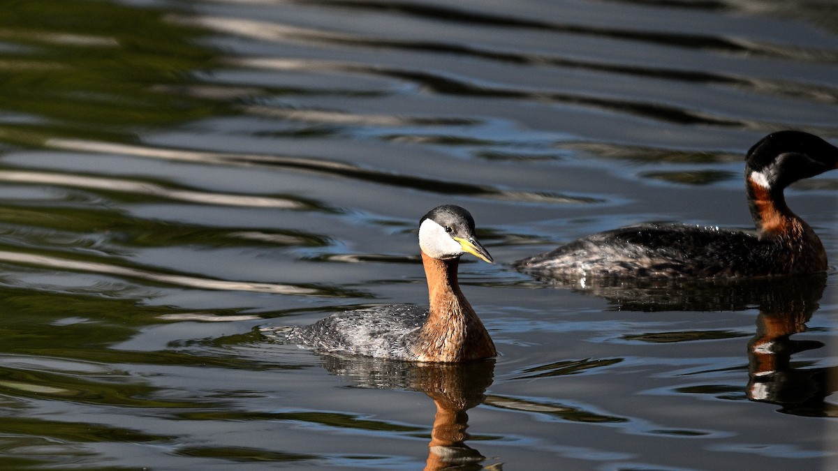 Red-necked Grebe - ML621129938