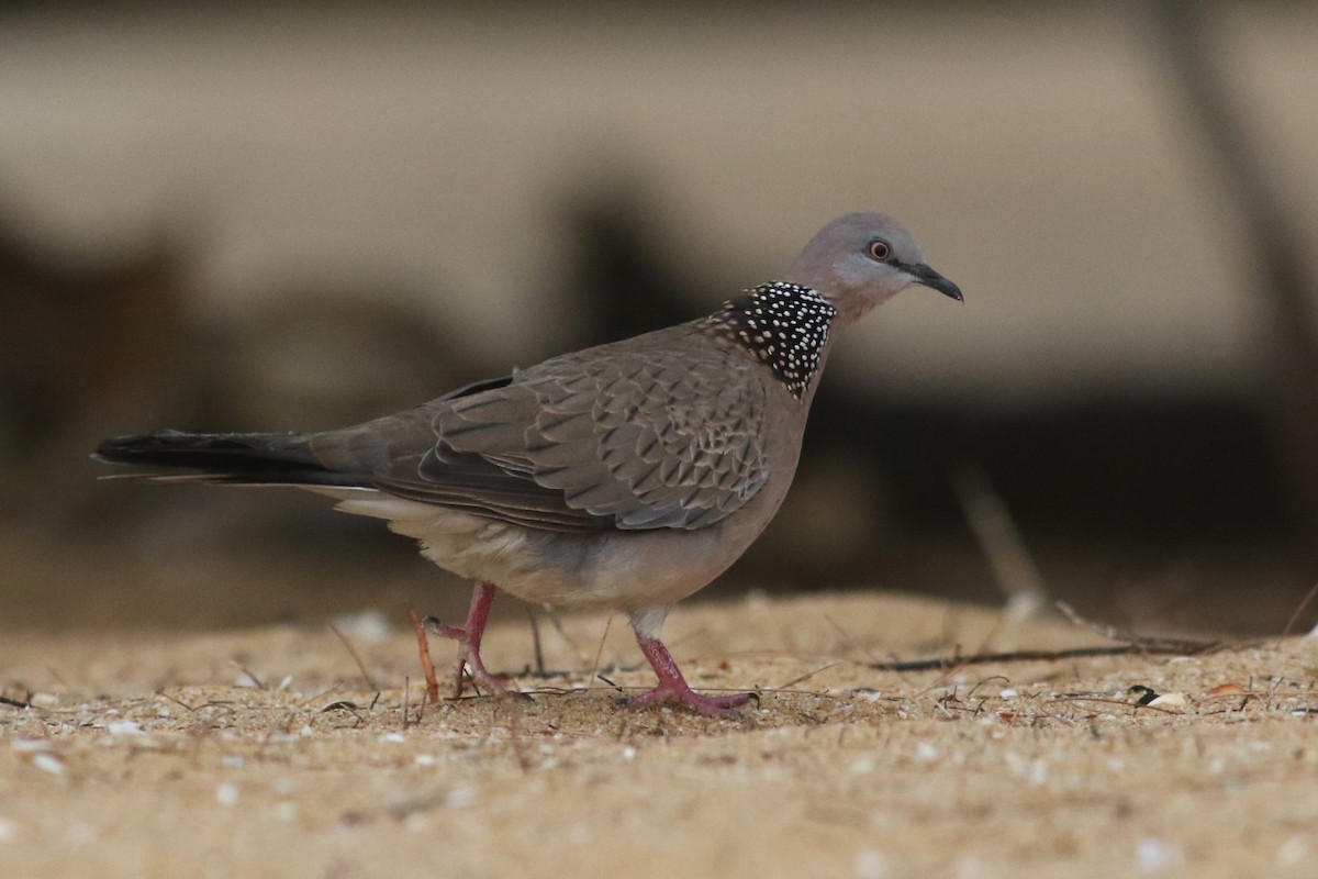 Spotted Dove - ML621129940