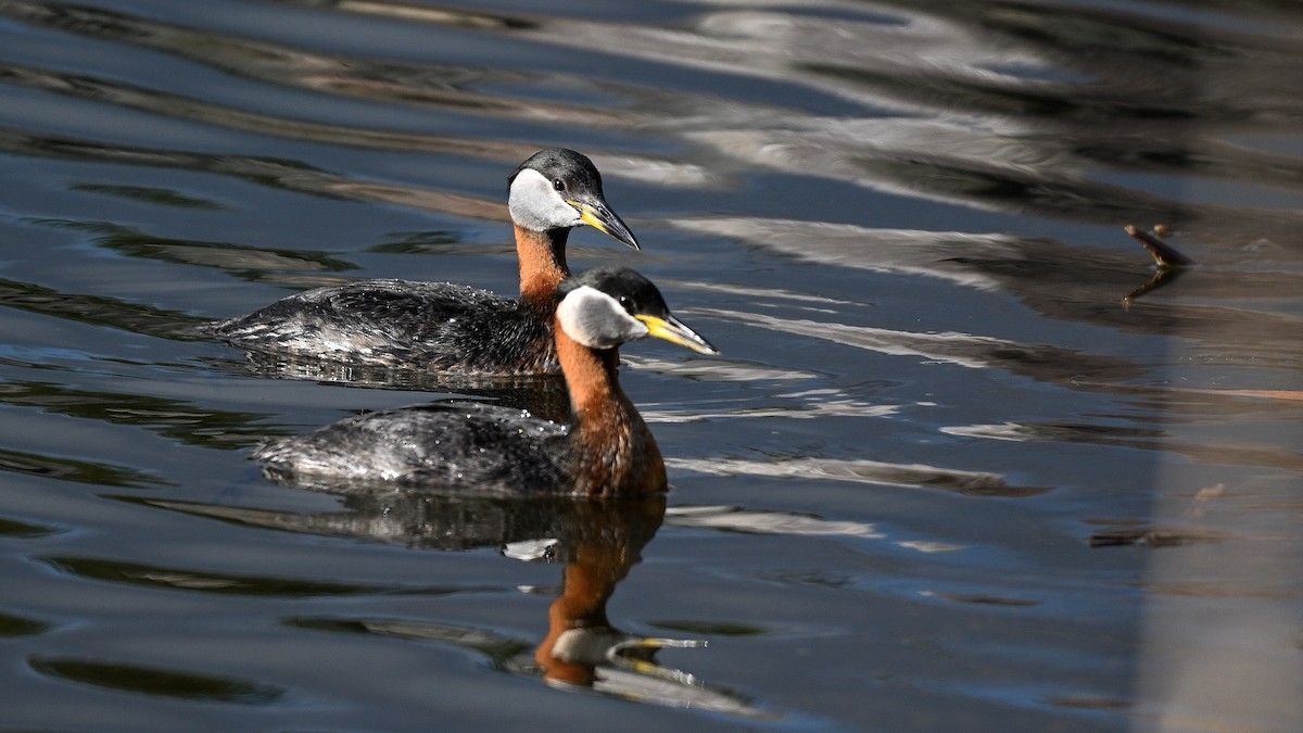 Red-necked Grebe - ML621129949