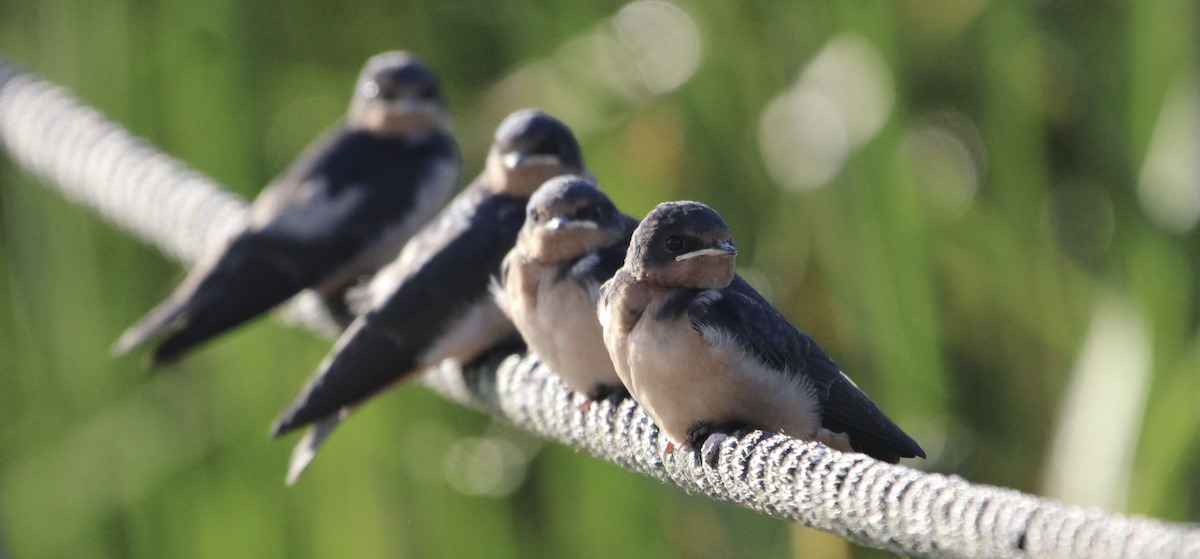 Barn Swallow - ML621129985