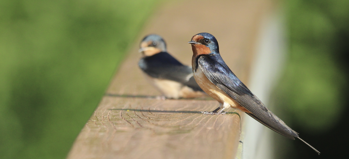 Barn Swallow - ML621129986