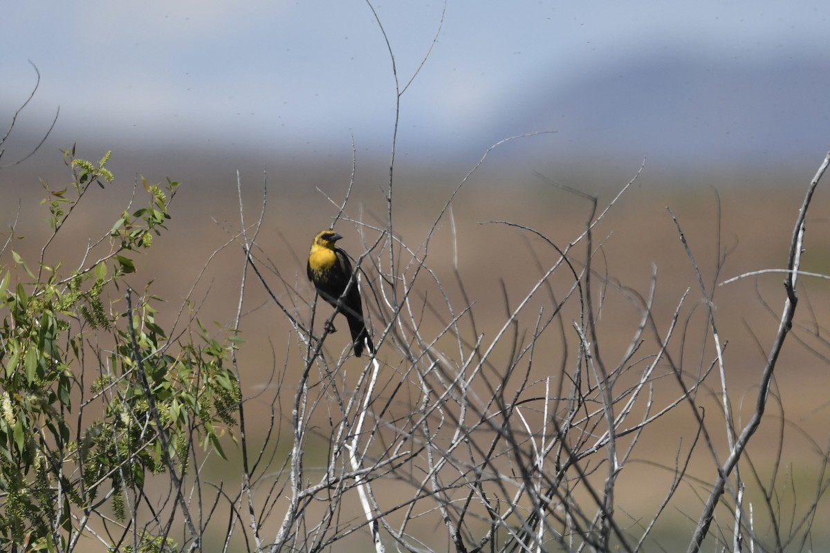 Yellow-headed Blackbird - ML621129989