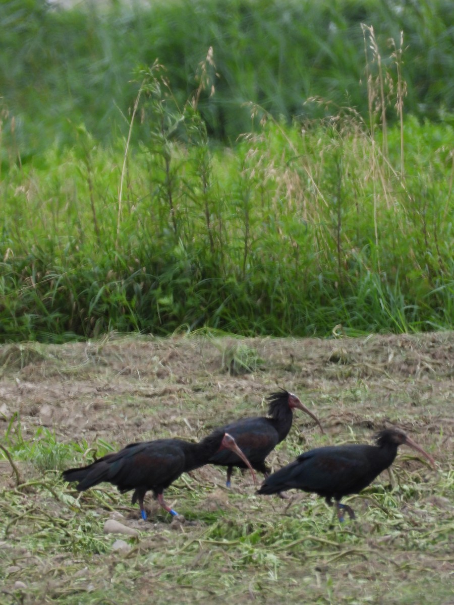 ibis skalní - ML621129991