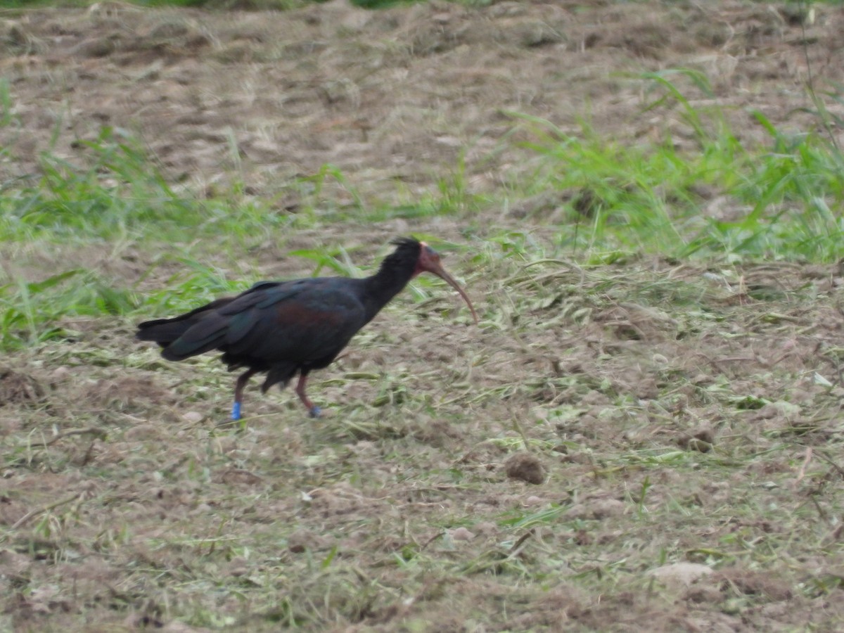 skallet ibis - ML621129994