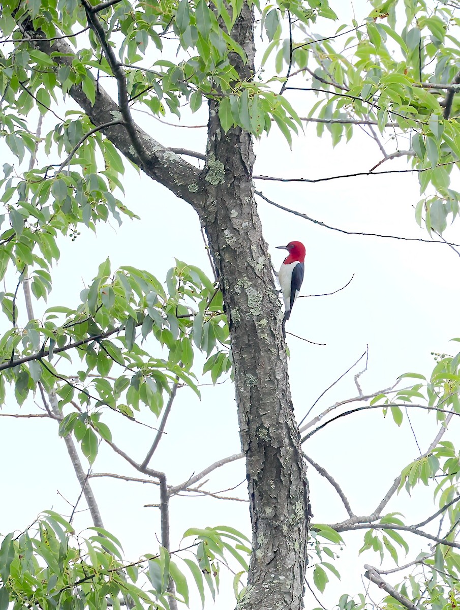 Red-headed Woodpecker - ML621129997