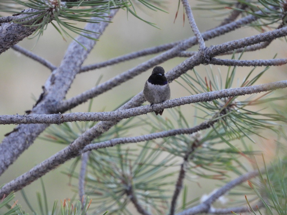 Black-chinned Hummingbird - ML621130000