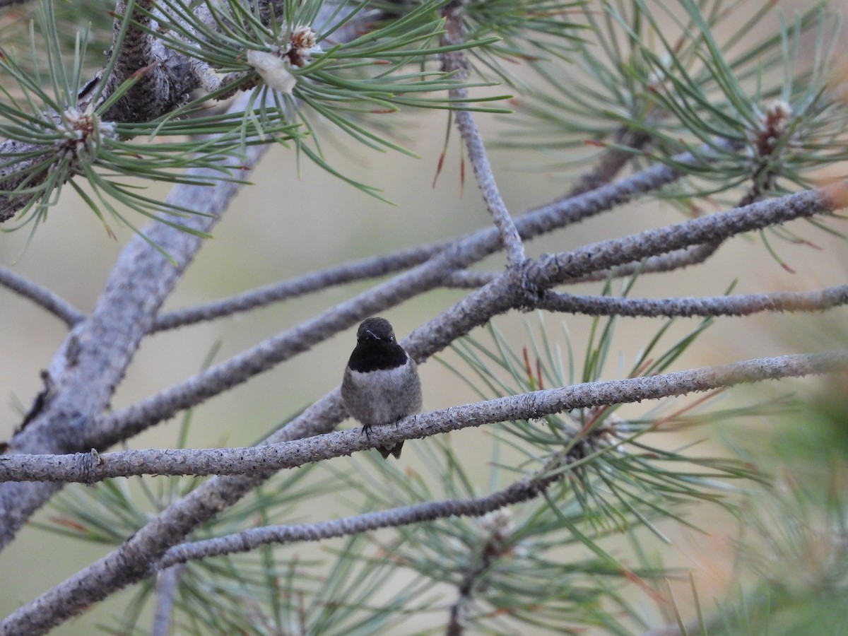 Black-chinned Hummingbird - ML621130001