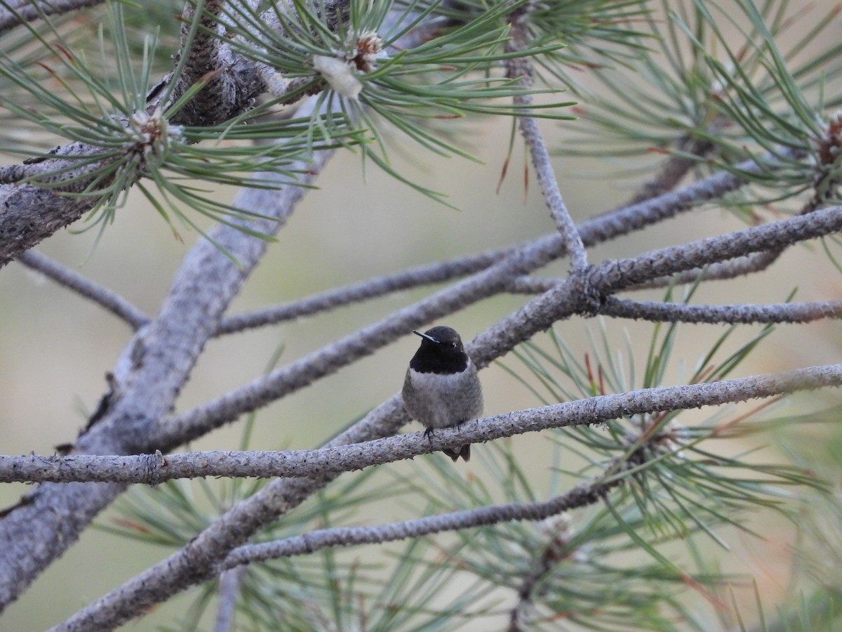 Black-chinned Hummingbird - ML621130002