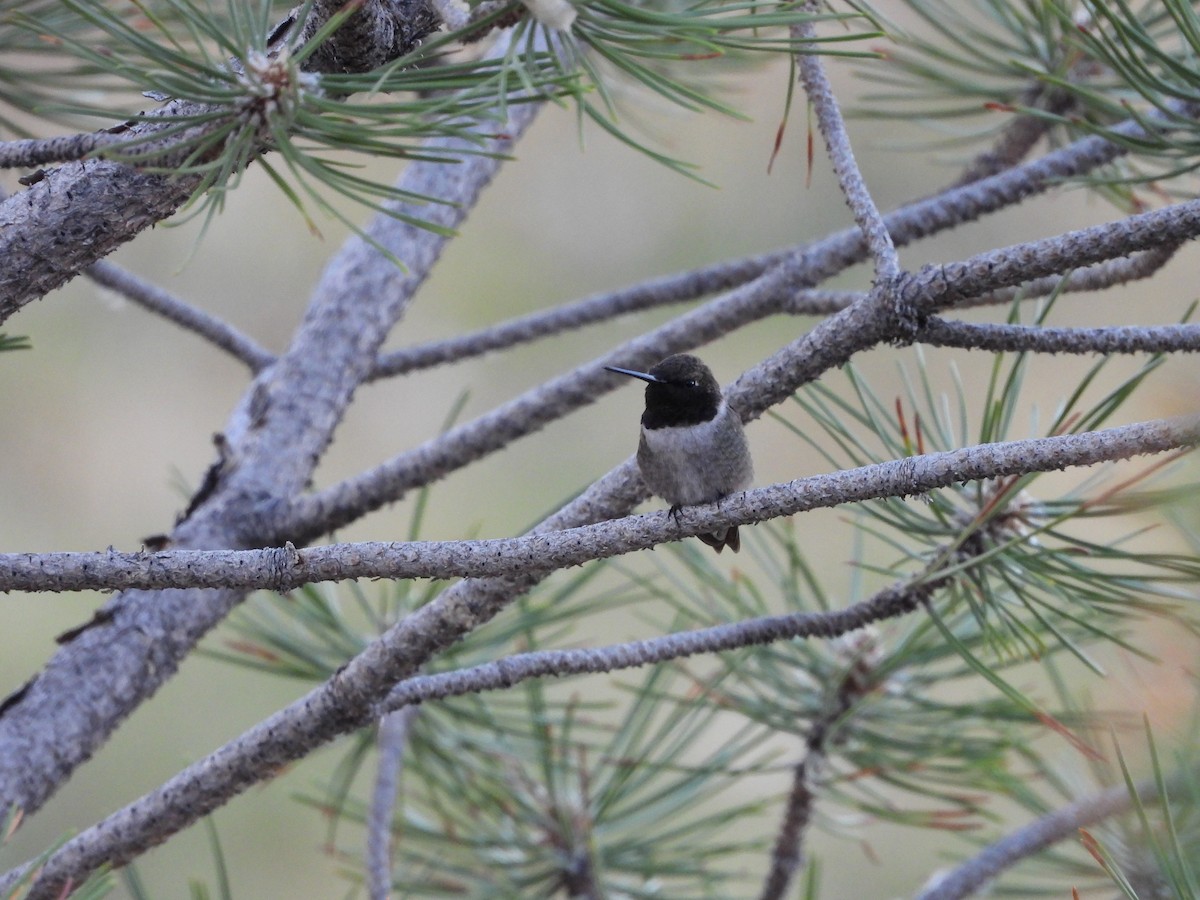 Black-chinned Hummingbird - ML621130004