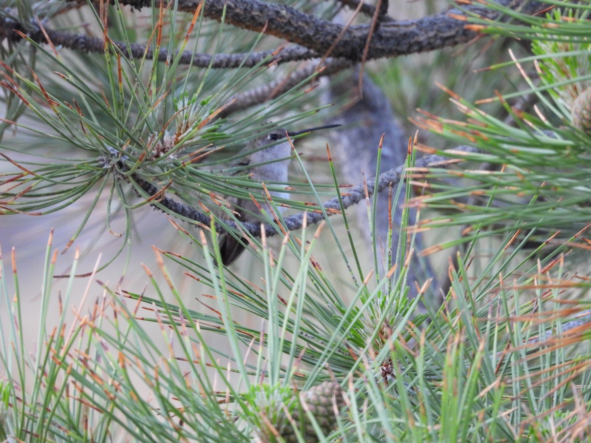 Black-chinned Hummingbird - ML621130007