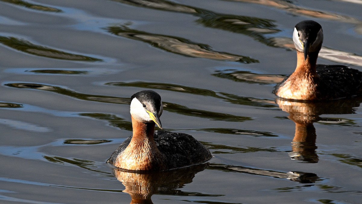 Red-necked Grebe - ML621130011