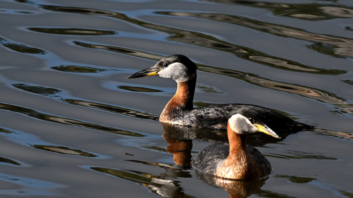 Red-necked Grebe - ML621130014