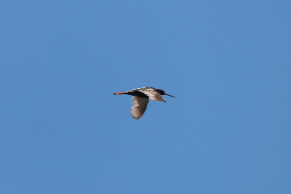 Spotted Redshank - ML621130032