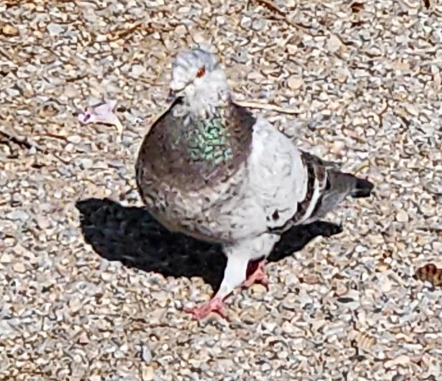 Rock Pigeon (Feral Pigeon) - ML621130052