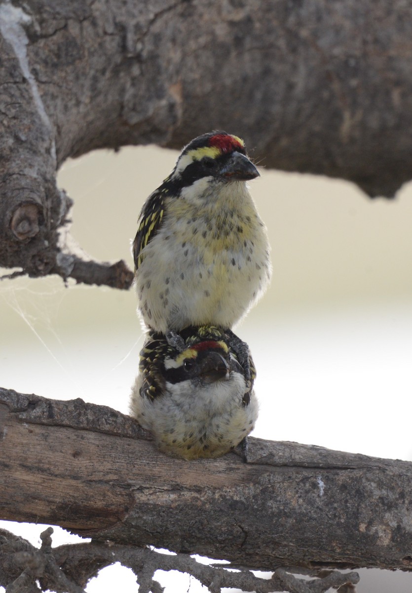 Red-fronted Barbet - ML621130063