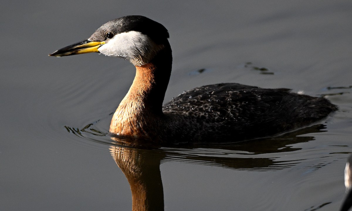Red-necked Grebe - ML621130091