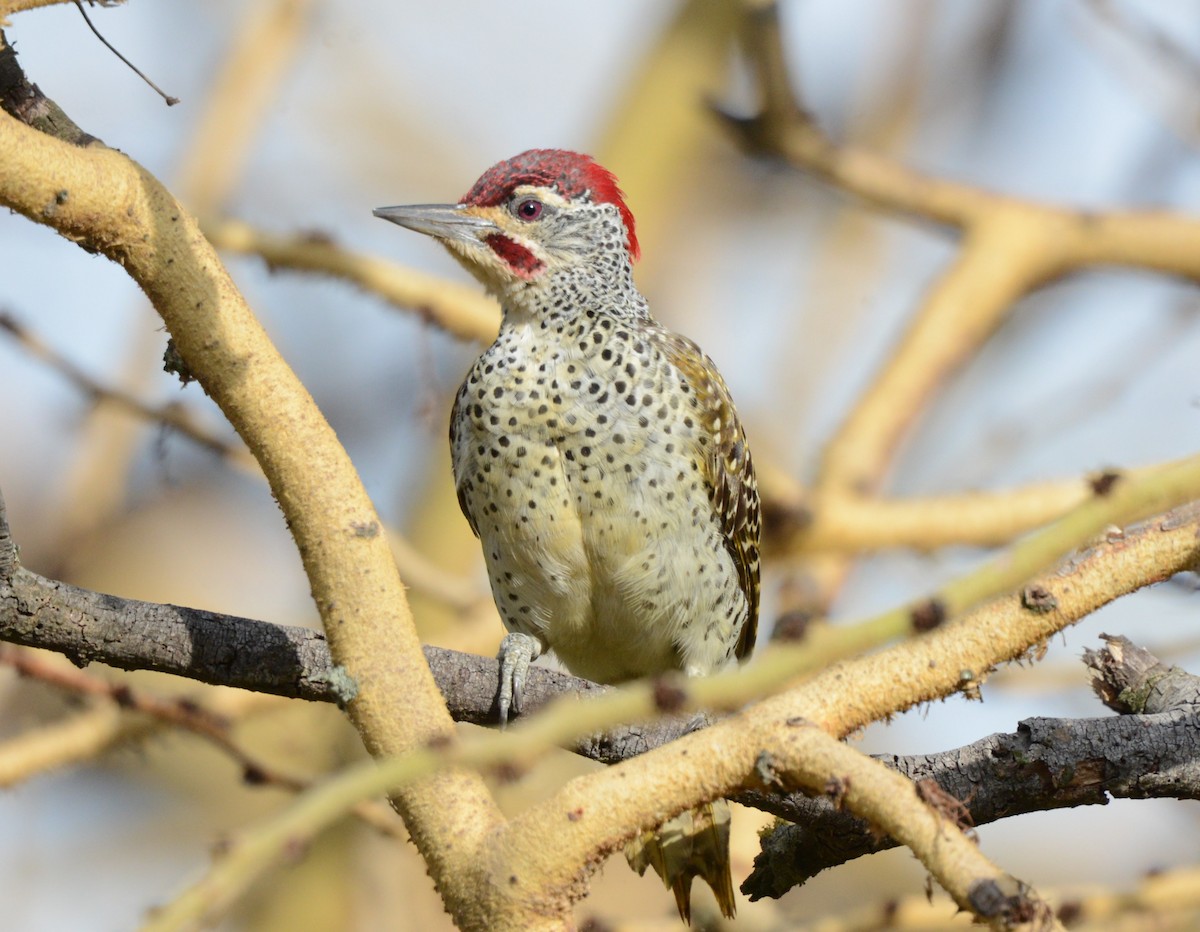 Nubian Woodpecker - ML621130092