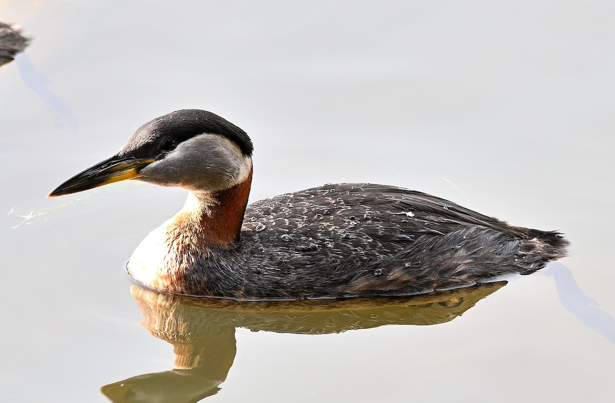Red-necked Grebe - ML621130093