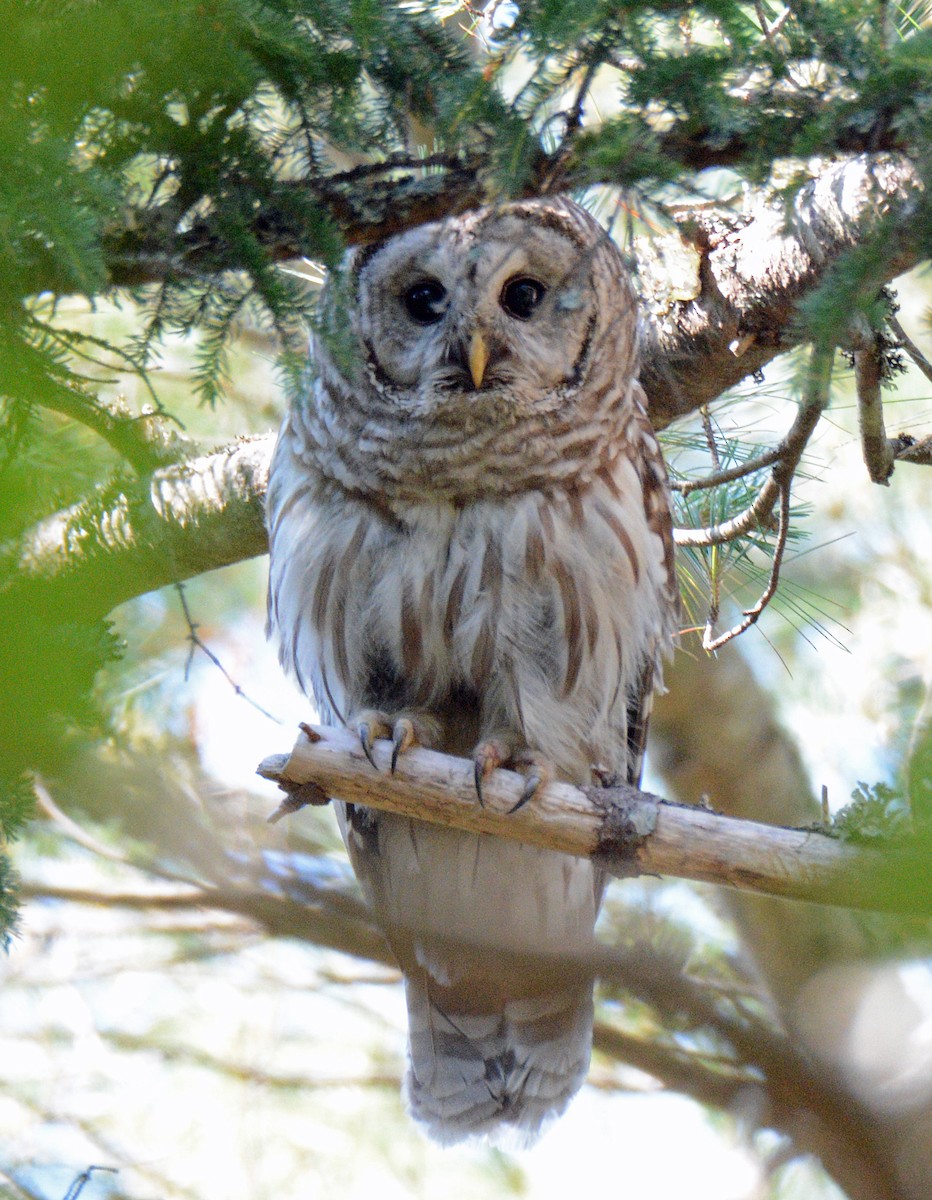 Barred Owl - ML621130122