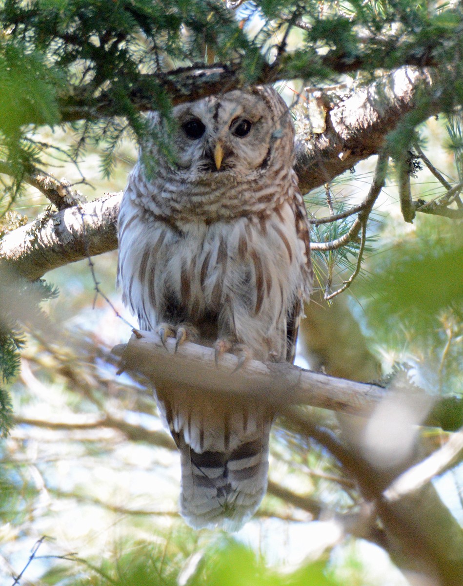 Barred Owl - ML621130123