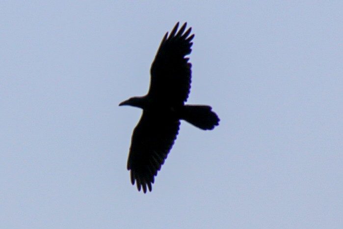 Common Raven - ML621130126