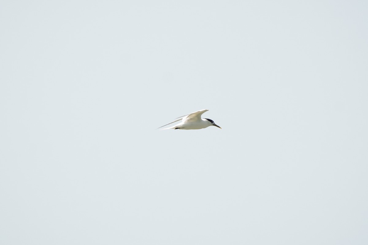 Sandwich Tern (Cayenne) - ML621130133