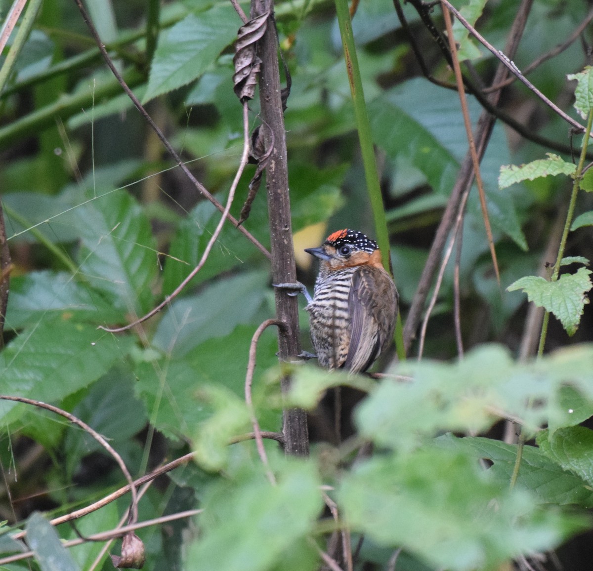 Ochre-collared Piculet - ML621130153