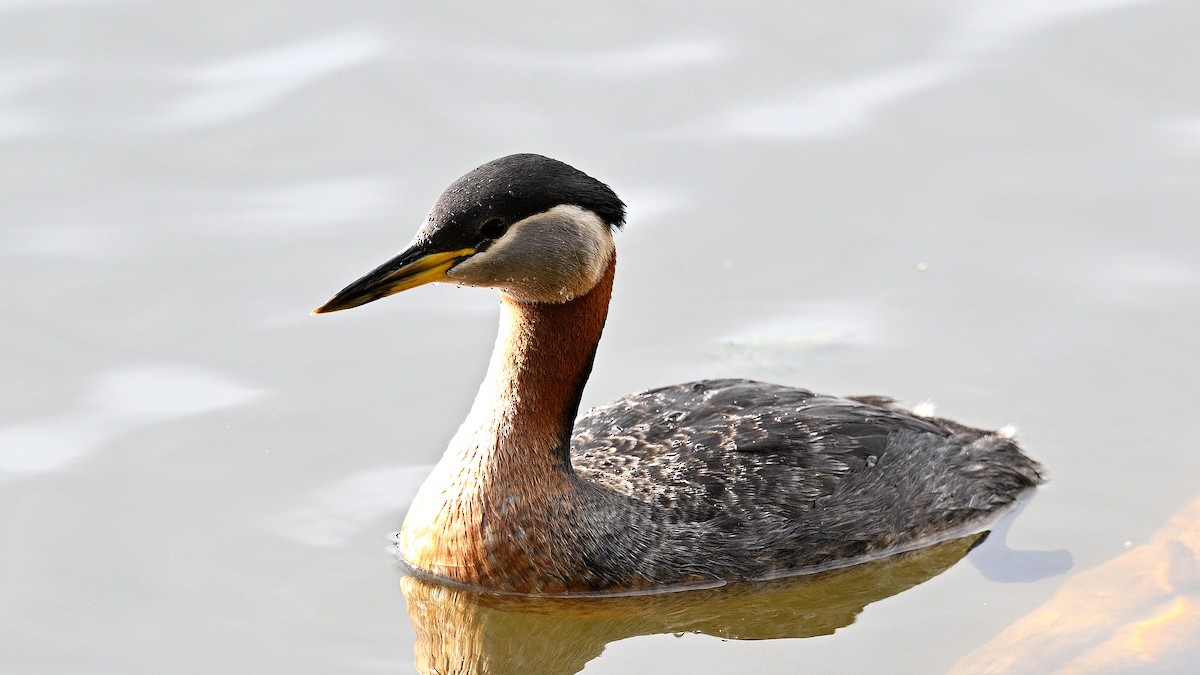 Red-necked Grebe - ML621130160