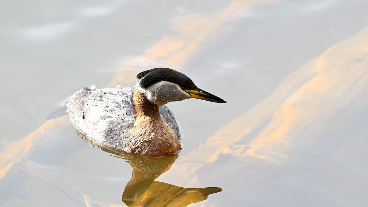 Red-necked Grebe - ML621130163