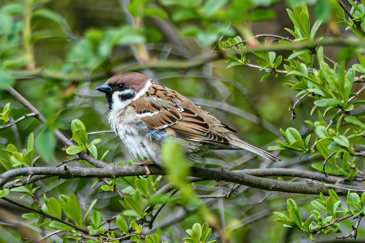 Eurasian Tree Sparrow - ML621130183