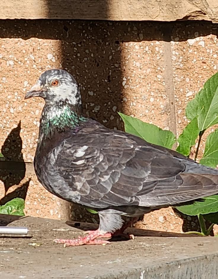 Сизый голубь (Одомашненного типа) - ML621130194