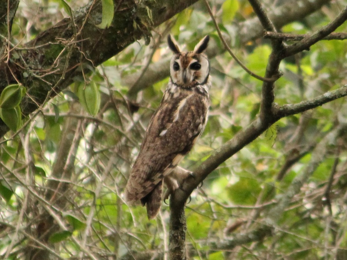 Striped Owl - ML621130226