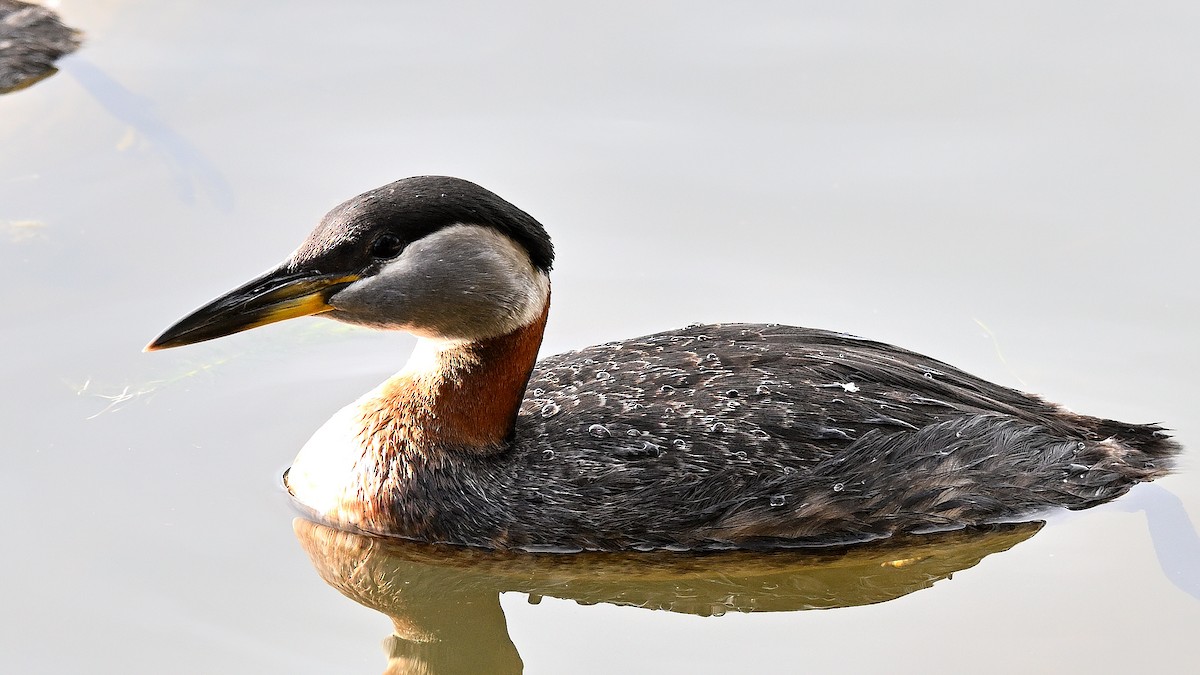 Red-necked Grebe - ML621130234
