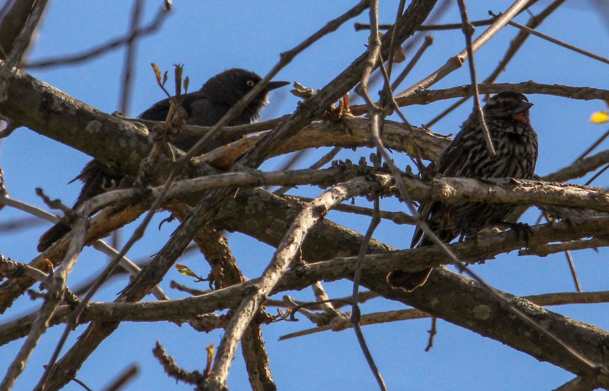 Red-winged Blackbird - ML621130249