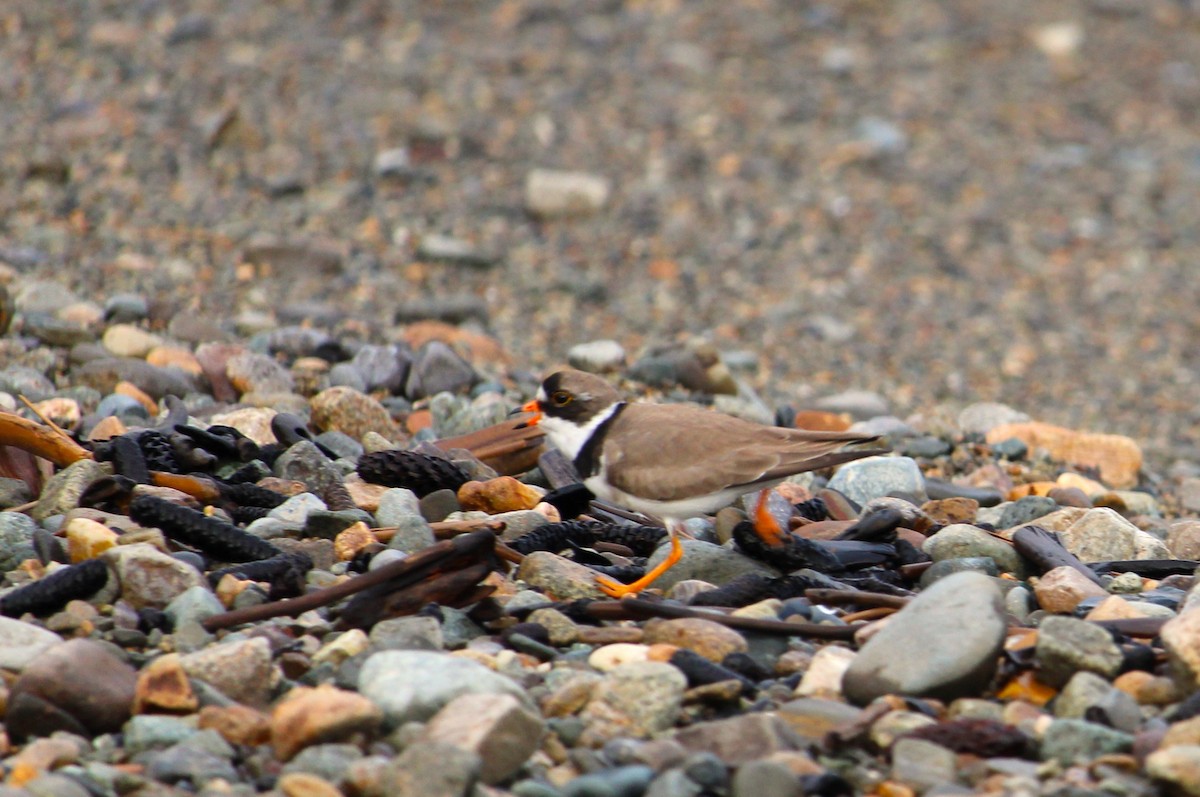Semipalmated Plover - ML621130272
