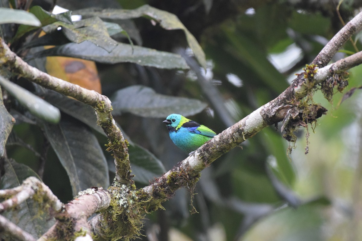 Green-headed Tanager - ML621130274