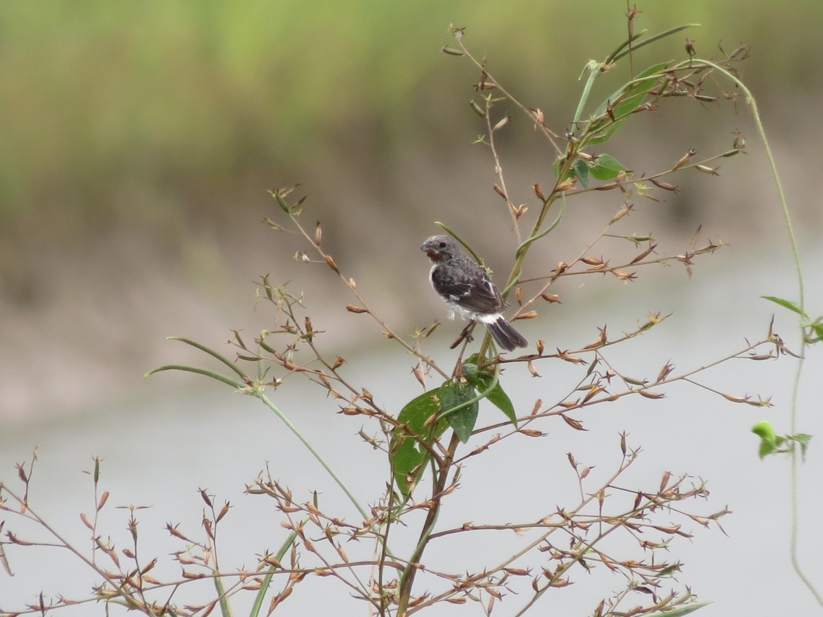 Chestnut-throated Seedeater - ML621130277