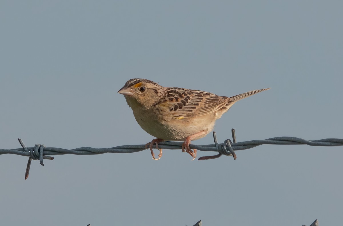 Grasshopper Sparrow - ML621130283