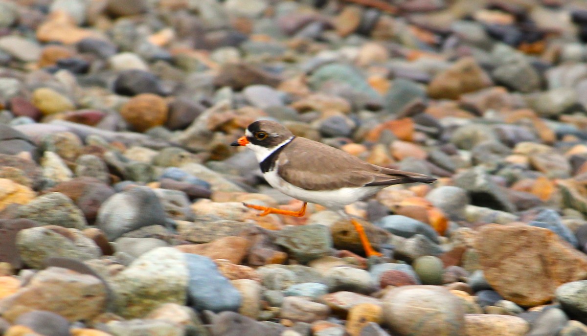Semipalmated Plover - ML621130285