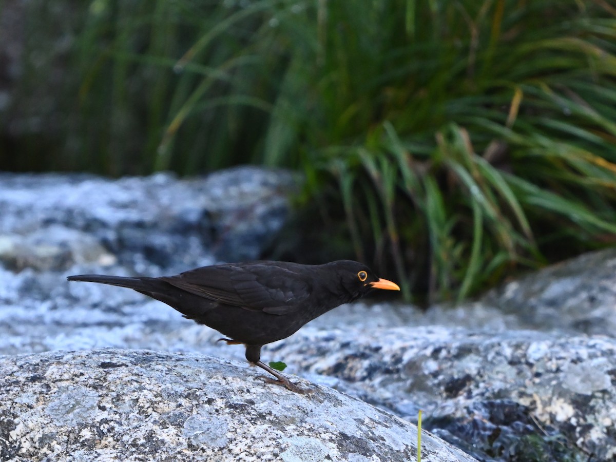 Eurasian Blackbird - ML621130341