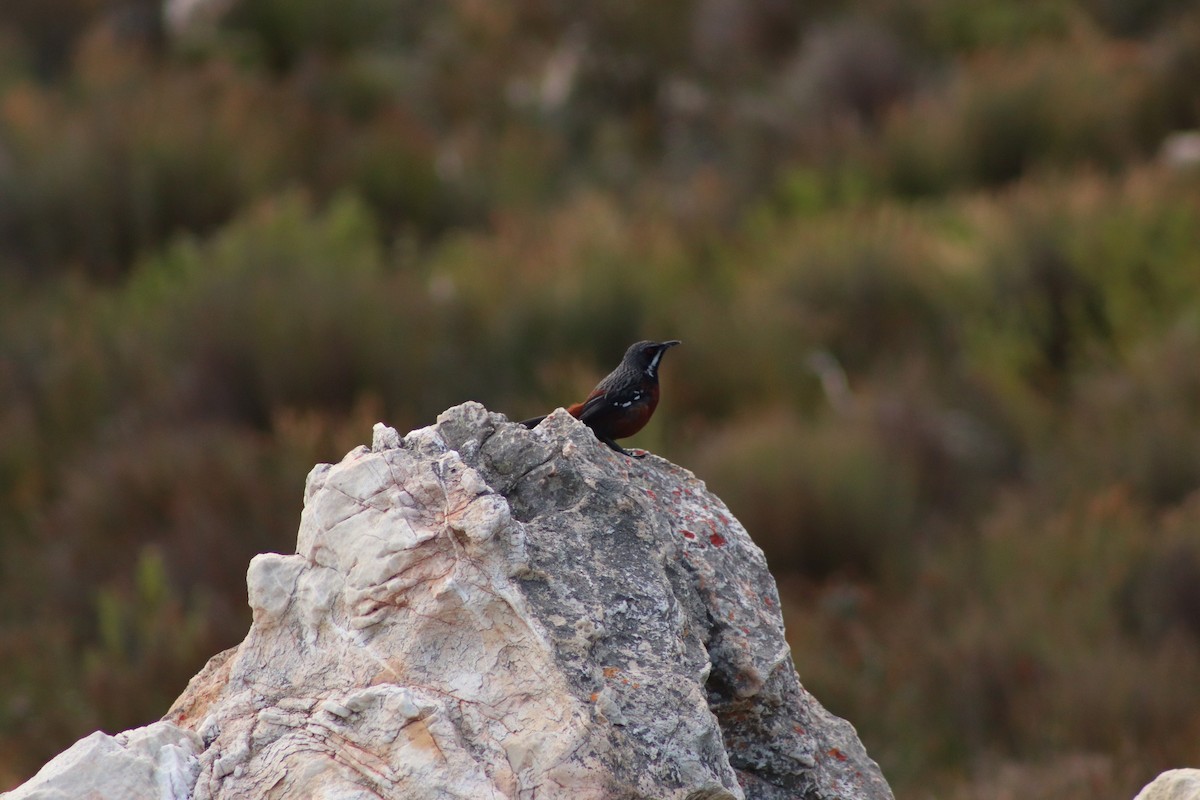 Cape Rockjumper - ML621130353