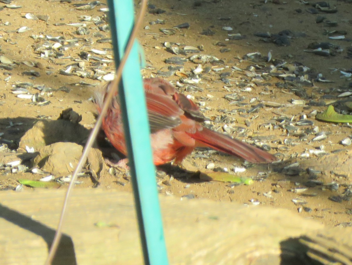 Cardinal rouge (groupe cardinalis) - ML621130362