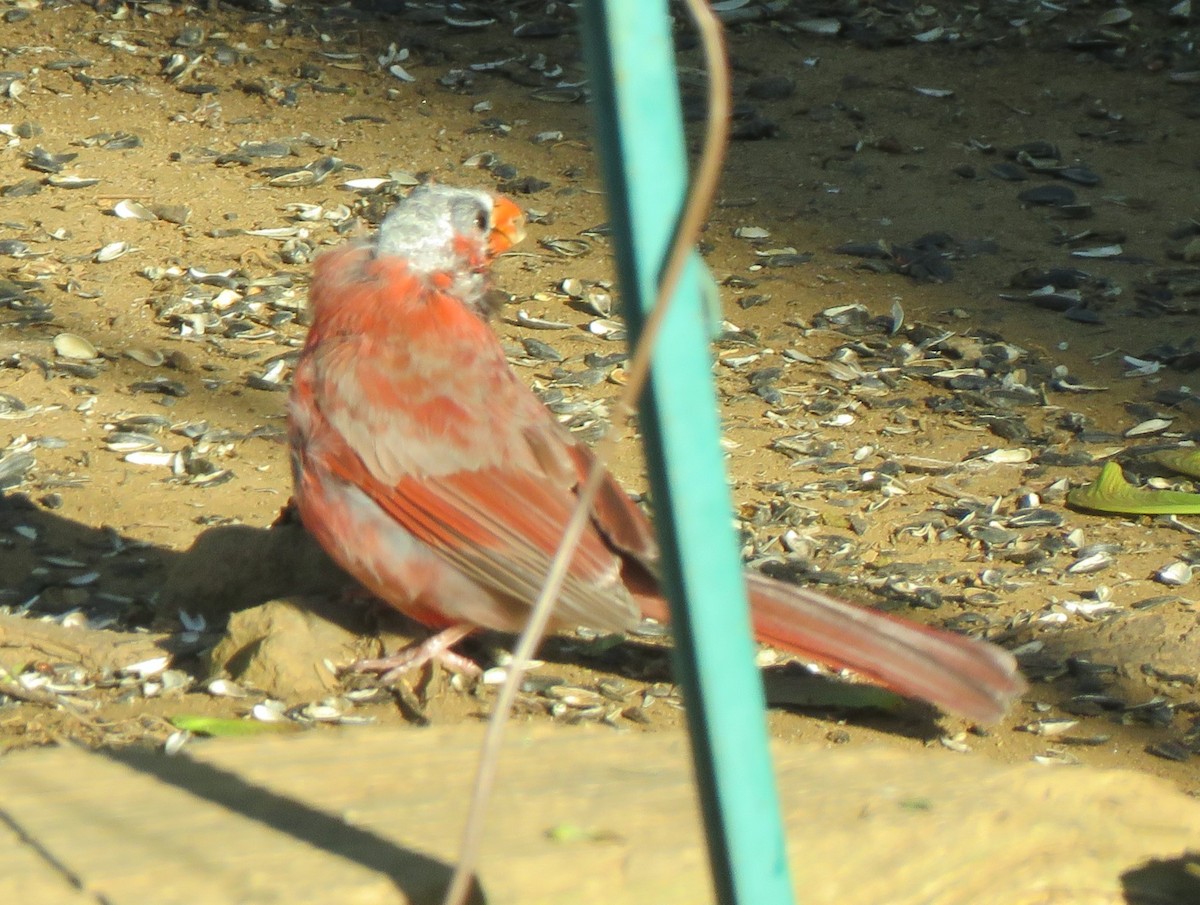 Cardinal rouge (groupe cardinalis) - ML621130363