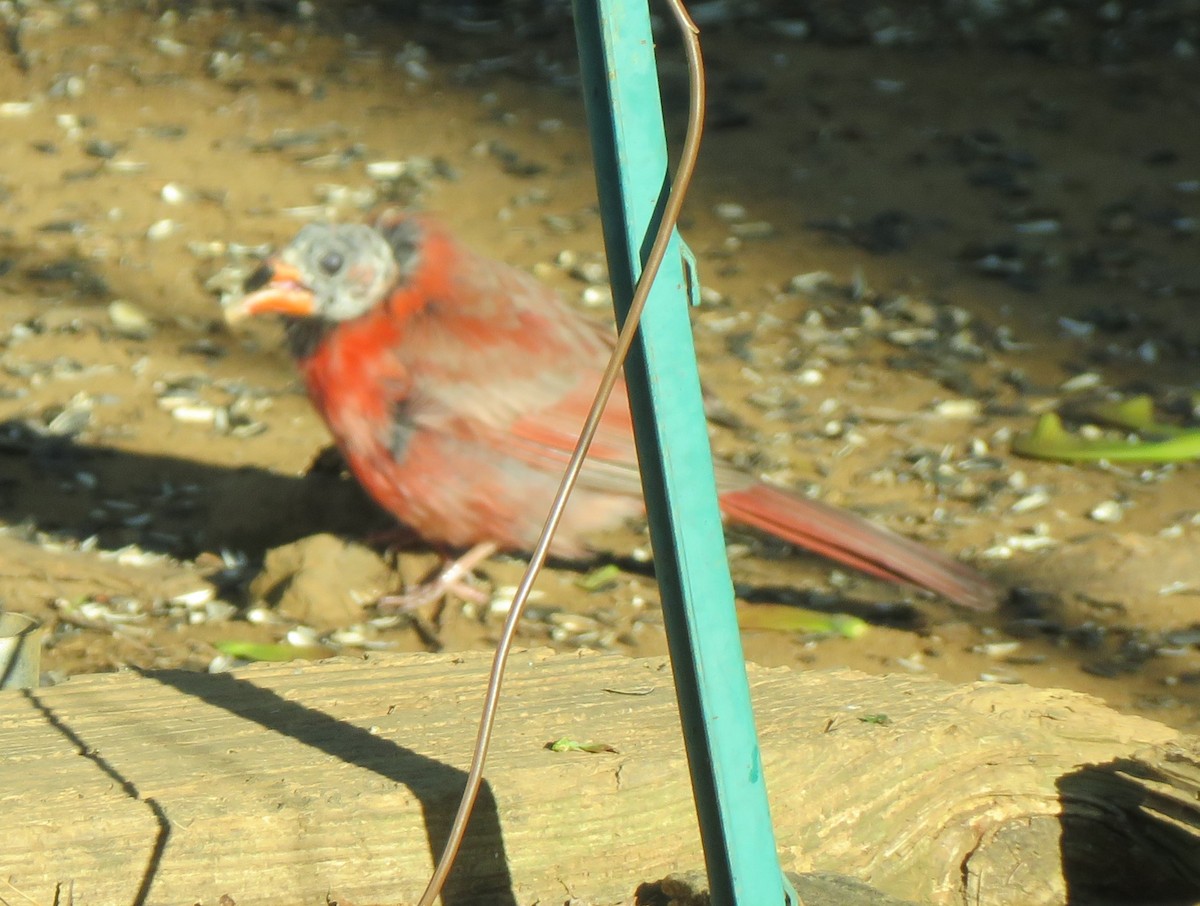 Cardinal rouge (groupe cardinalis) - ML621130364