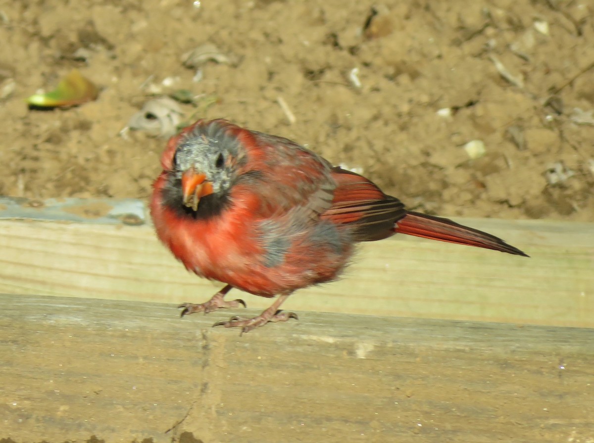Красный кардинал [группа cardinalis] - ML621130365